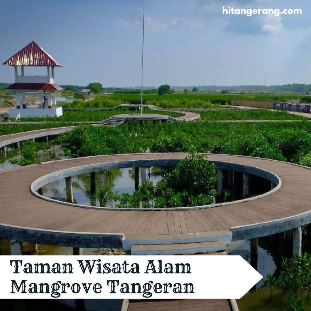 Wisata Alam Mangrove Tangeran